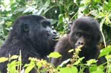 Gorillas at Bwindi National Park
