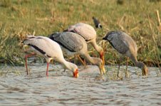 Queen Elizabeth National Park drinking birds