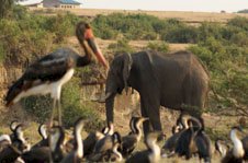 Queen Elizabeth National Park elephant and birds