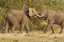 Male elephants
