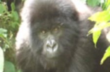 Gorilla - Bwindi Impenetrable Forest