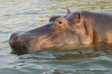 Hippo - Lake Edward