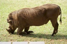 Warthog Mweya Safari Lodge